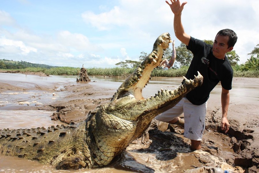 Những con cá sấu ở Costa Rica sở hữu chiều dài "khủng", đa phần đều dài đến tận 5m, sở hữu hàm răng sắc nhọn.